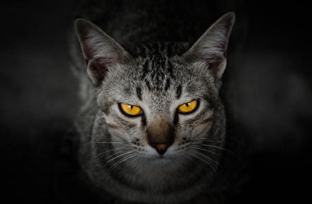 Котката на Шрьодингер – жива или мъртва