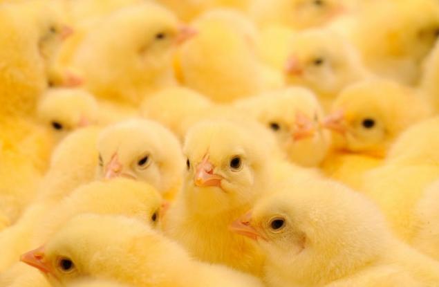 Виц: Проблем в птицефермата