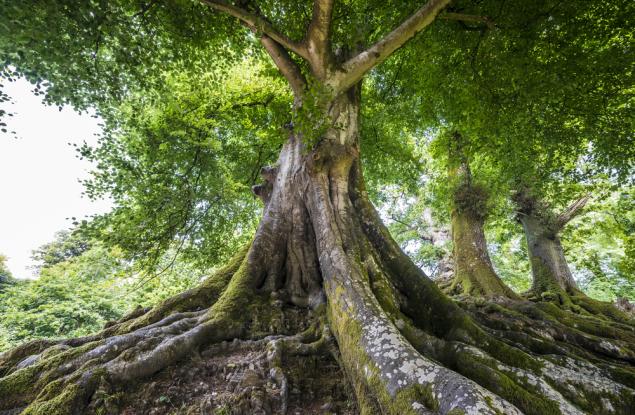 Още 10 дни продължават номинациите за "Дърво с корен 2016"
