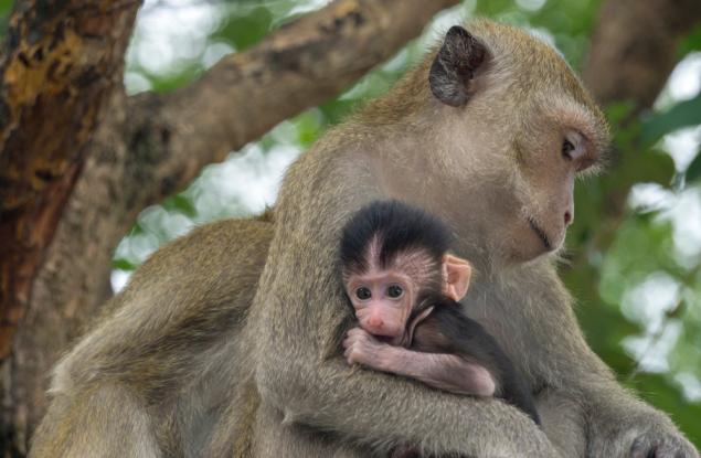 За моралното поведение при животните