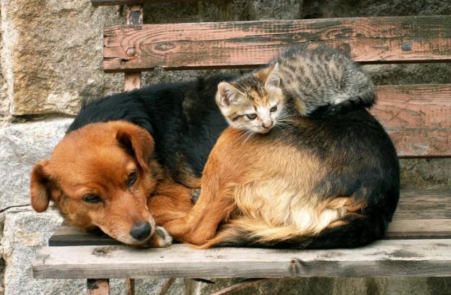 21 котки, които използват кучетата вместо възглавници