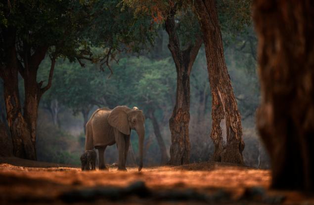 WWF: Африканските слонове ще изчезнат до 2040-а, ако не вземем мерки