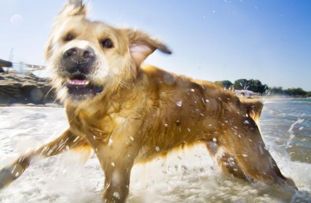Щастието, уловено в това видео на куче, тичащо към морето