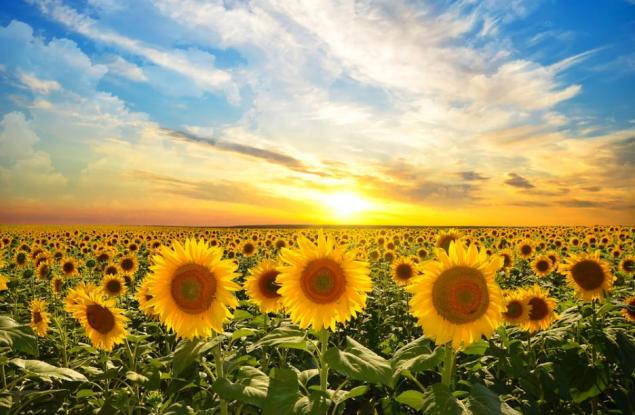 Джоузеф Кембъл за радостта