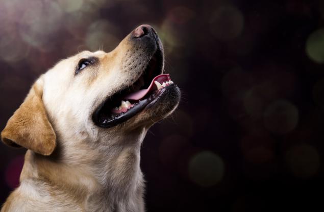 7 странни поведения на кучетата и какво означават