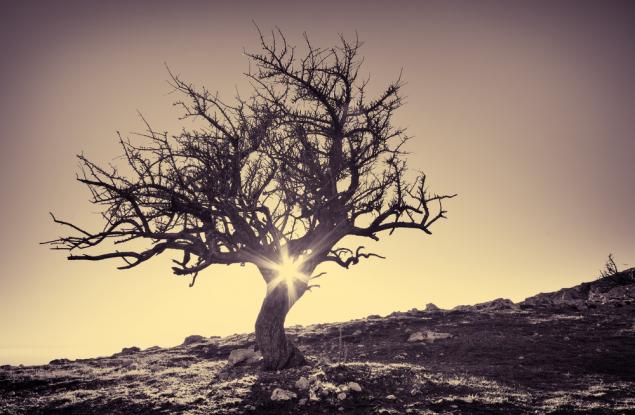 Дървото на живота - проверете вътрешната си хармония с този тест