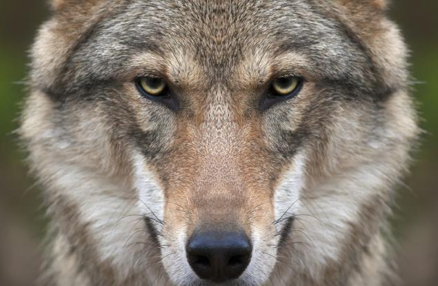 Кучетата са по-глупави от вълка