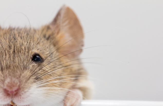 Учени възстановиха изгубени спомени чрез светлина