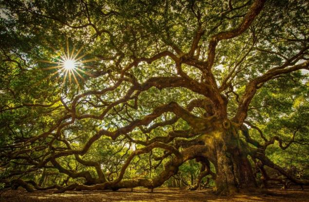 Проучване на ЕК: Природозащитните директиви не трябва да се променят