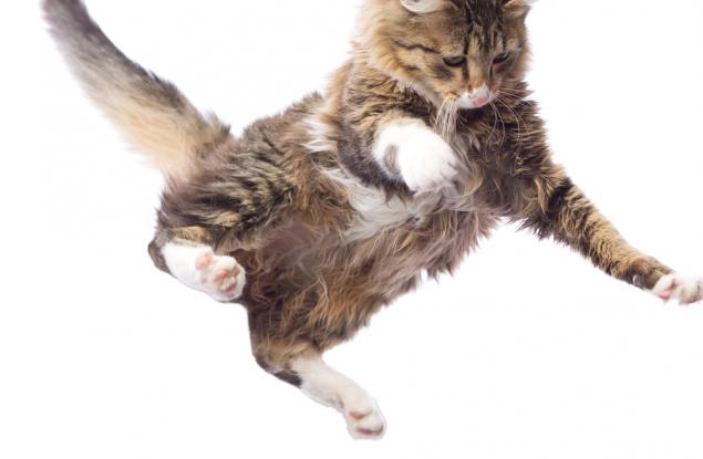 Видео: Екстремни котки