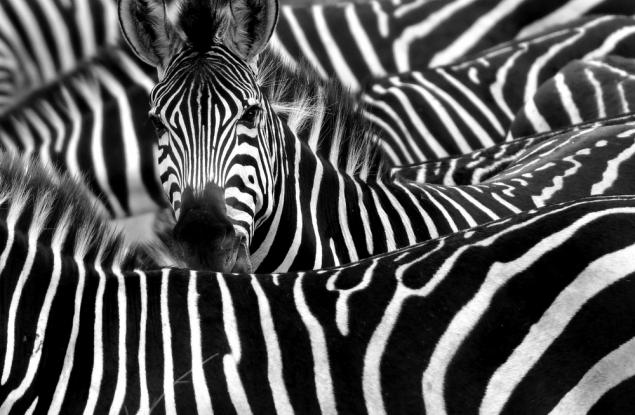 Австриец спечели дългогодишна съдебна битка да си смени фамилията на „Зебра“