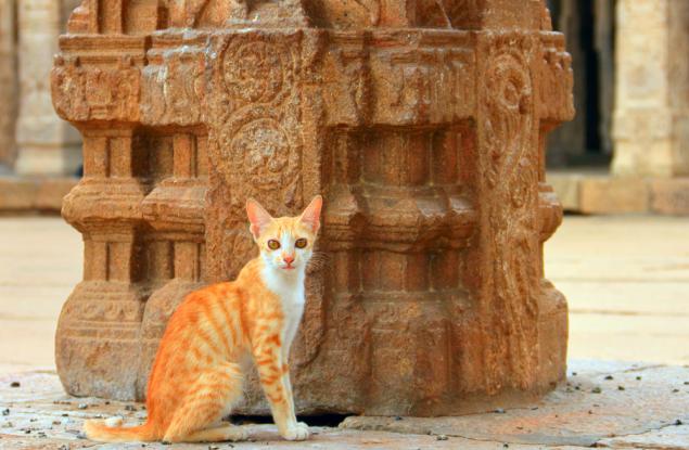 Вързаната котка