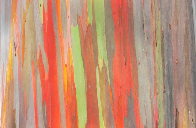 Изкуството на природата - цветните евкалиптови дървета