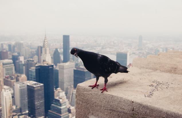 Какво ще стане, ако хвърлим слон от небостъргач?