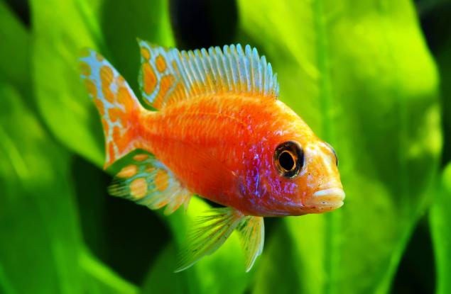 Мъжете губят дамските симпатии, ако загубят битка