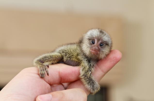 Петима страхотни бащи от царството на животните