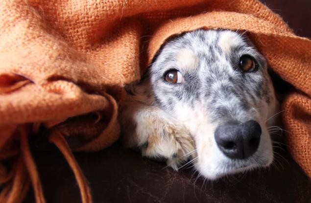 15 снимки на животни, които умело ни внушават чувство за вина