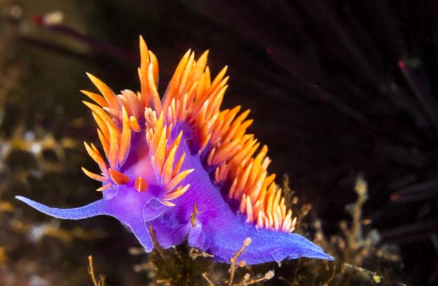 Отровата на лилавия морски охлюв може да помогне в борбата с рака