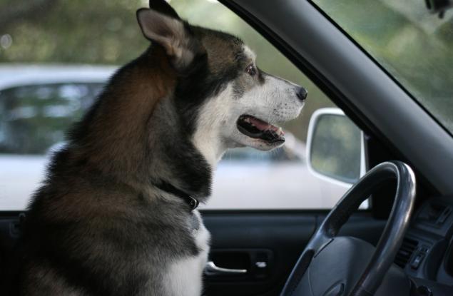 Куче катастрофира на заден в супермаркет