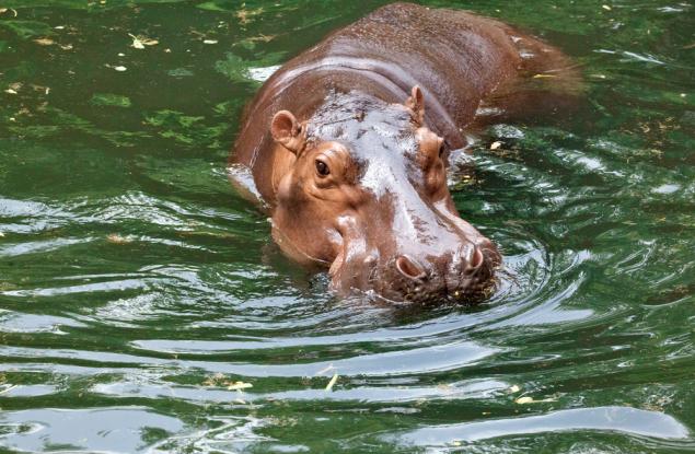 Магическата пот на хипопотамите