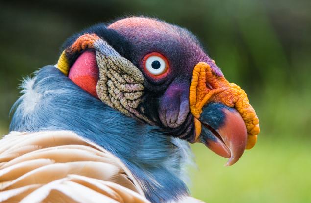 10 птици, които приличат на извънземни