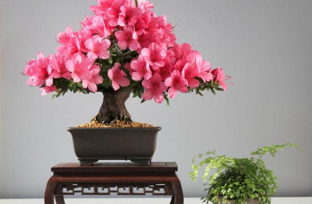 30 от най-красивите бонсаи