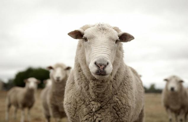 Създадоха хибрид между човек и овца