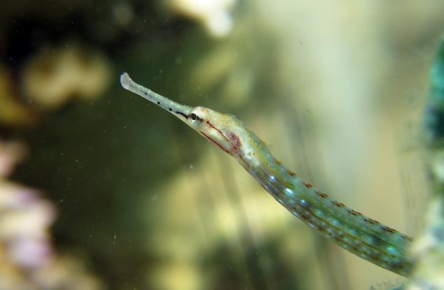 Мъжки риби могат да раждат