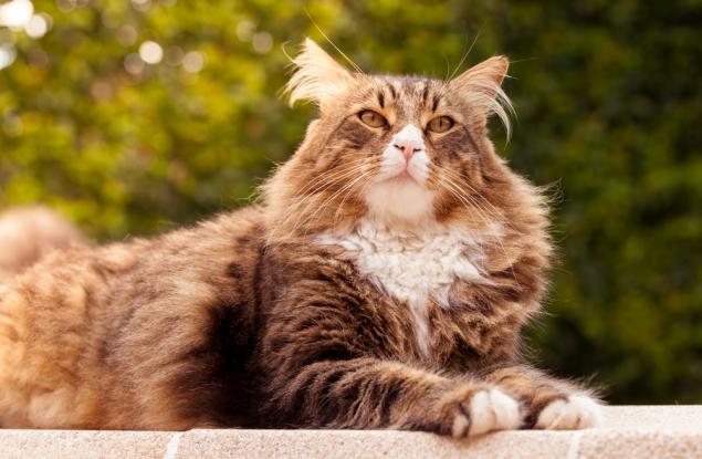 12 котки от породата мейн кун, пред които вашата собствена ще прилича на дребосък