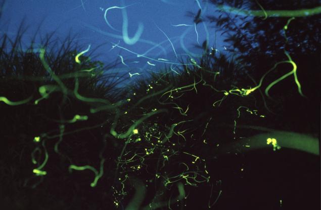 Светулки в гората - 19 приказни фотографии