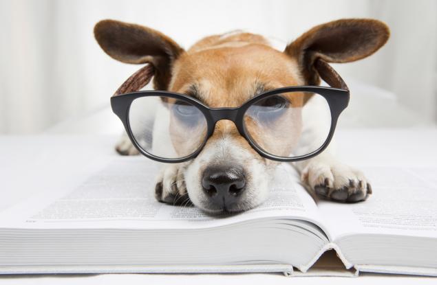 Колко умно е вашето куче?