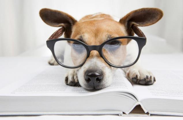 Вашето куче не е най-умното, твърди науката