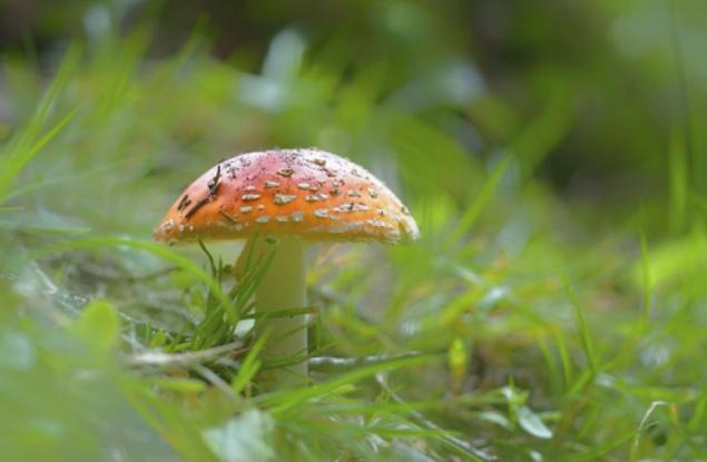 6-те най-опасни храни според експерт по хранителни отравяния