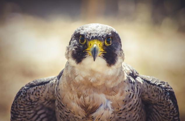 Тези животни виждат по-добре от нас