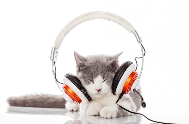 Създадоха перфектната музика за котки
