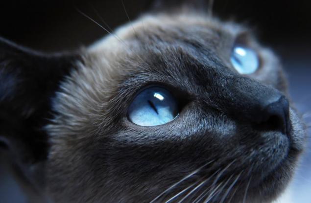 Човешкото зрение и зрението на животните