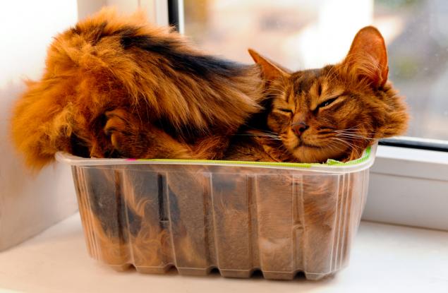 20 котки, които доказват, че никое пространство не е твърде тясно