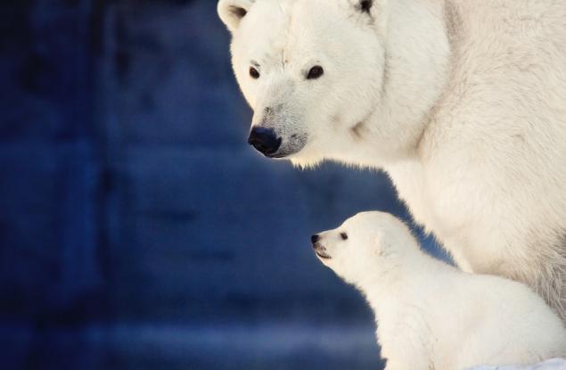 26 животни и техните сладки мини двойници