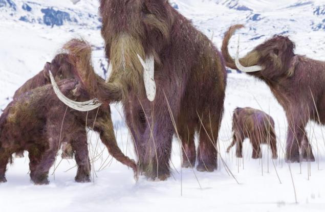 Ще спаси ли климата възкресяването на мамута?