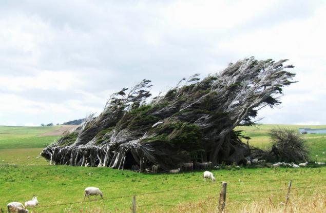 Тези уникални наклонени от вятъра дървета са сред най-интересните природни форми