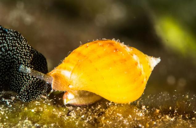 Откриха охлюв на 99 милиона години