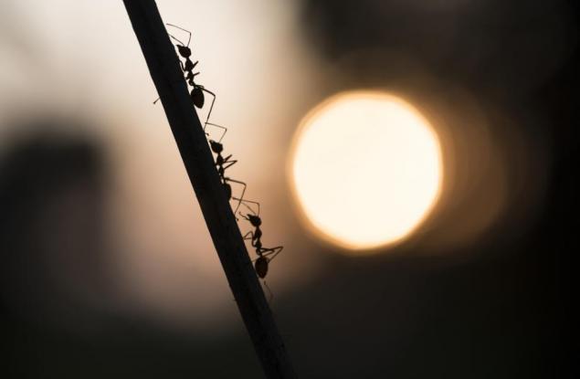 Мравки-воини лекуват своите ранени