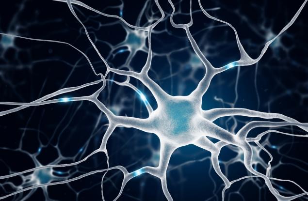 Кое увеличава броя на мозъчните клетки: вдигането на тежести или бягането?