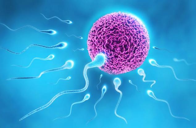 Конкурентноспособният сперматозоид се изявява при съперничество