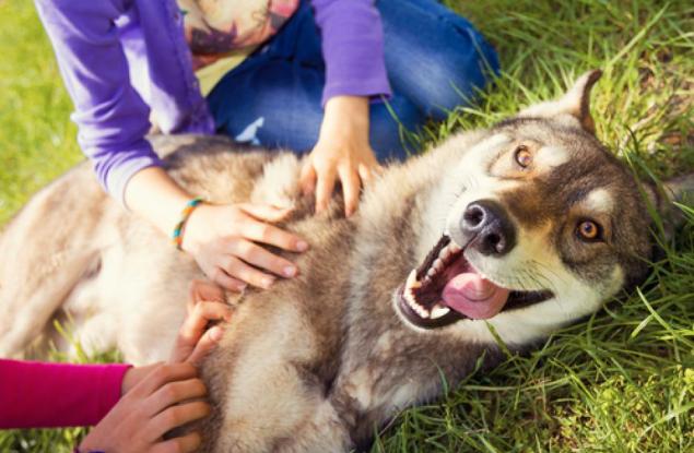 Кучетата разбират емоциите на своите господари