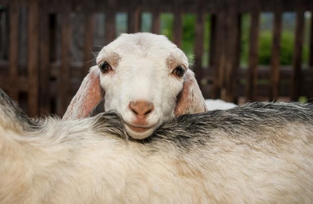 Козите харесват усмихнати хора