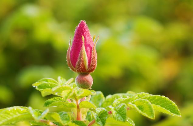 Видео: Как разцъфват цветята?
