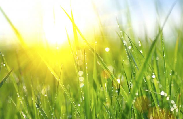 Притча за тревата