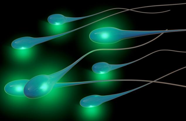 Сперматозоидите и информацията