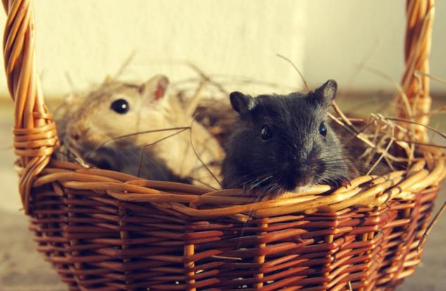 Виц: Вкусове